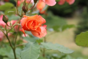 IMG_1932